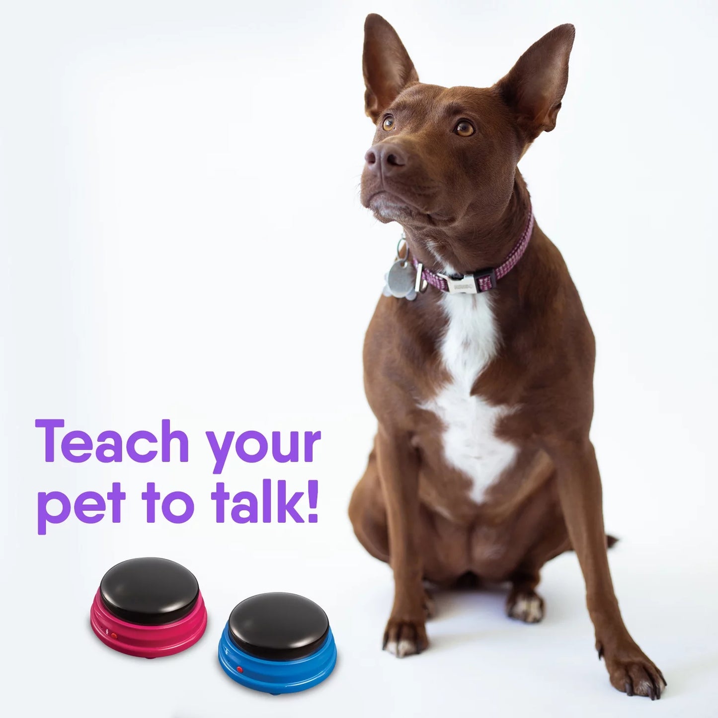 Talking Pet Starter Set - 4 Recordable Buttons for Dog Communication, Talking Dog Buttons